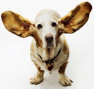 listening-doggy-ears