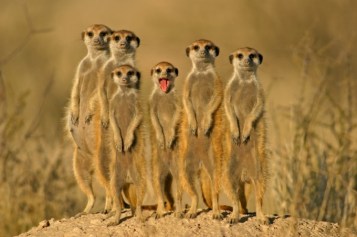 meercats